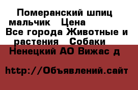 Померанский шпиц, мальчик › Цена ­ 35 000 - Все города Животные и растения » Собаки   . Ненецкий АО,Вижас д.